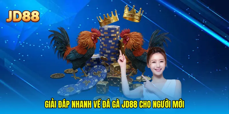 Giải đáp nhanh về đá gà JD88 cho người mới